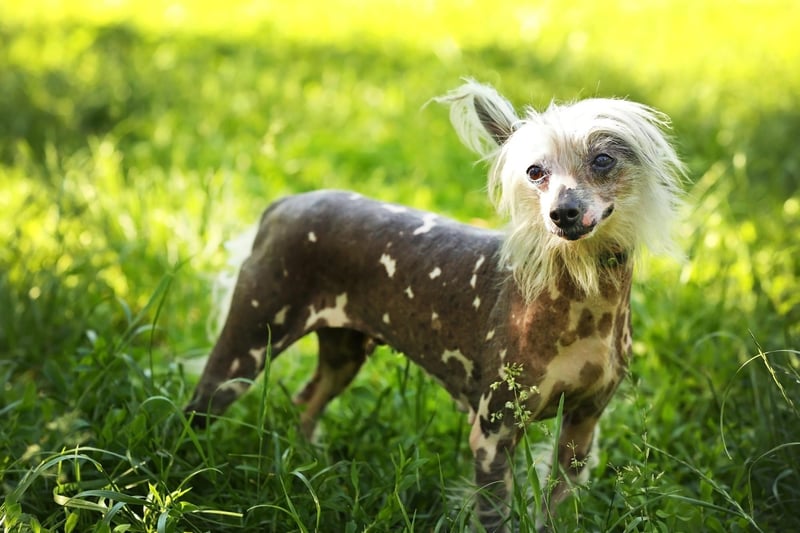 Not having much hair is a positive attribute in sweltering weather - and no dog has less fur than the Chinese Crested. In fact the main thing to watch out for with this breed is sunburn - best get the lotion out during the summer.