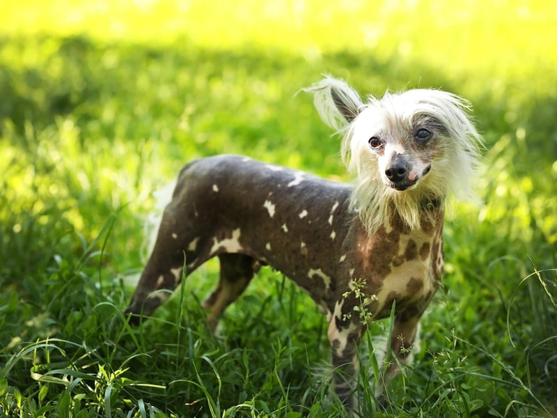 Not having much hair is a positive attribute in sweltering weather - and no dog has less fur than the Chinese Crested. In fact the main thing to watch out for with this breed is sunburn - best get the lotion out during the summer.