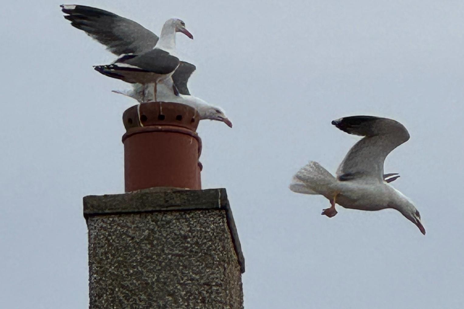 Readers Letters: While experts say seagulls aren't savage, I'm on the ground, bloodied