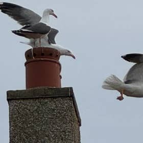 Seagulls prepare to divebomb unsuspecting bearers of chip suppers