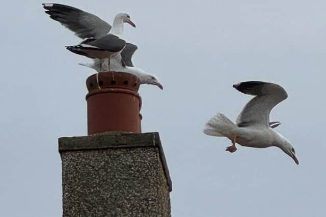Seagulls prepare to divebomb unsuspecting bearers of chip suppers