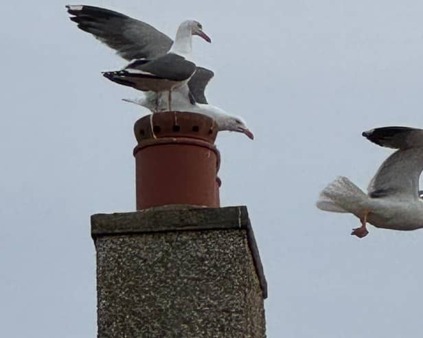 Seagulls prepare to divebomb unsuspecting bearers of chip suppers
