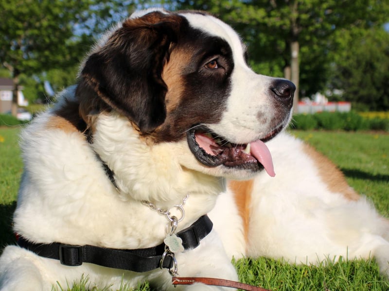 A classic gentle giant, the enormous Saint Bernard may look intimidating but they have less aggression than a tiny Chihuahua (who make surprisingly good guard dogs). Maybe an unwanted visitor might slip up on this dog's drool, but that's about the only resistance they'll typically put up.