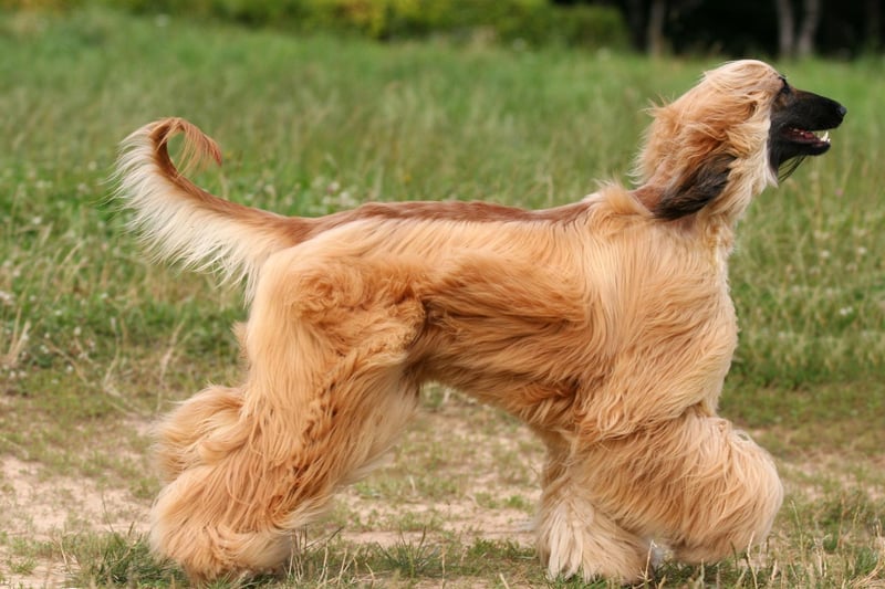 The Afghan Hound is one of the world's oldest breeds of dog - and also one of the most elegant. This is a dog that was bred to hunt though, and they are highly selective when it comes to who they offer affection to. Generally aloof, they will be completely disinterested in strangers and tend to create a bond with a single person who they will deign to tolerate.