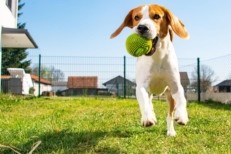 Beagles look like butter wouldn't melt in their mouth, but this as a breed whose sheer naughtiness and independent spirit makes them difficult to train. They'll make you laugh with their antics, but even if they've obeyed a command 10 times in a row, there's every chance they will ignore it the next 10 times.