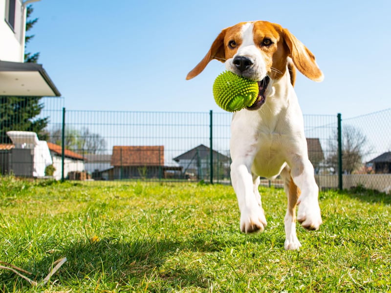 Beagles look like butter wouldn't melt in their mouth, but this as a breed whose sheer naughtiness and independent spirit makes them difficult to train. They'll make you laugh with their antics, but even if they've obeyed a command 10 times in a row, there's every chance they will ignore it the next 10 times.