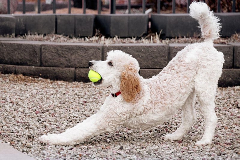 The second most obedient breed of dog is the Poodle. In order to be in the top tier of obedience a dog must listen to their owners' commands on the first try at least 95 per cent of the time.