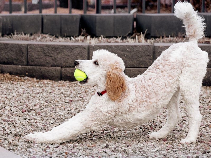 The second most obedient breed of dog is the Poodle. In order to be in the top tier of obedience a dog must listen to their owners' commands on the first try at least 95 per cent of the time.