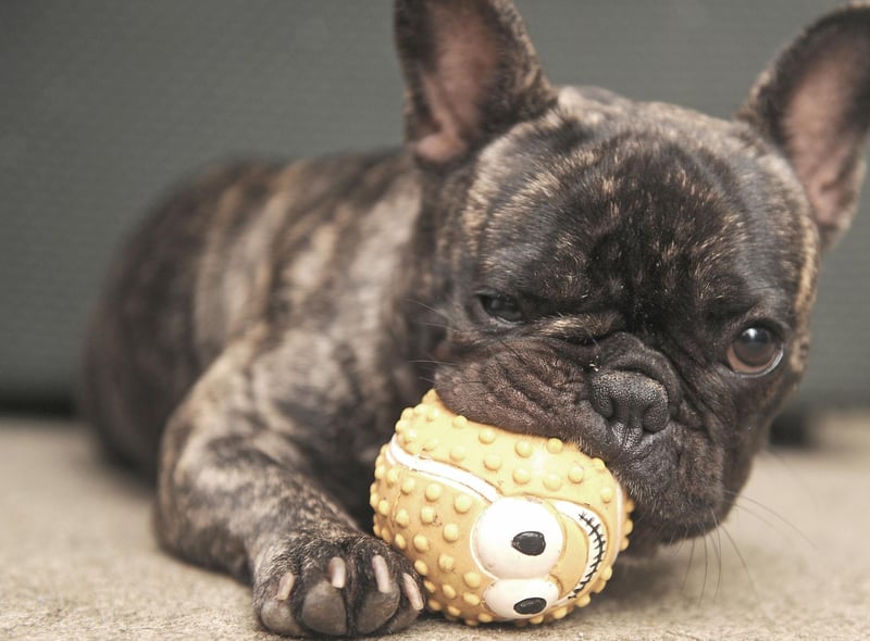 If you are looking for a breed of dog that'll enjoy splashing around in the water then the French Bulldog isn't for you. A combination of their disproportionately large head, short legs and short muzzle means they aren't able to swim.