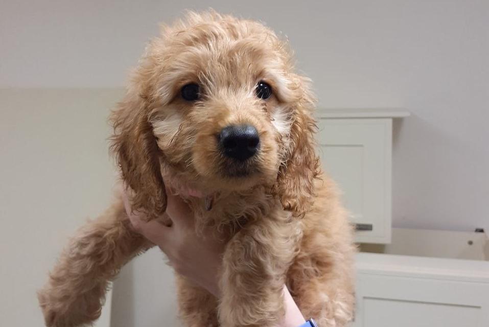 Spca puppies near sales me