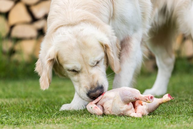 Turning to festive treats that are canine-friendly, protein food items like cooked turkey, chicken and salmon are fine for dogs to eat. If you’re seasoning your meats, ensure you don’t give your dog the skin or cooked bones.