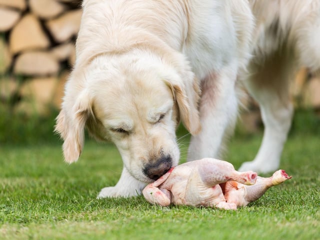 Turning to festive treats that are canine-friendly, protein food items like cooked turkey, chicken and salmon are fine for dogs to eat. If you’re seasoning your meats, ensure you don’t give your dog the skin or cooked bones.