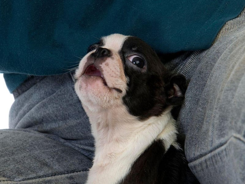 The last of the pups recommended by 10 experts for drivers is the Boston Terrier. The Auto Trader research also revealed that 30 per cent of people would rather pay for a taxi than share a car with a dog.