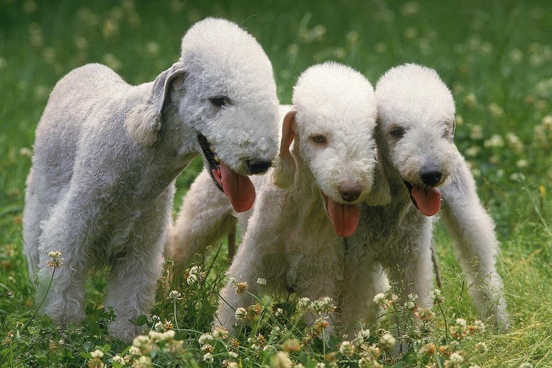 The Bedlington Terrier was originally bred to hunt rats down English coal mines. This means they feel at home at the bottom of a big hole, even if that means they have to dig their own.