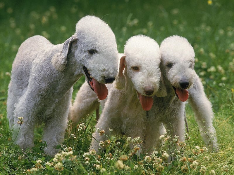 The Bedlington Terrier was originally bred to hunt rats down English coal mines. This means they feel at home at the bottom of a big hole, even if that means they have to dig their own.