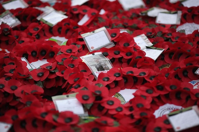 Remembrance Day Date When People Start Wearing Poppy Badges And Meaning Of The Red White And Purple Poppies Explained The Scotsman