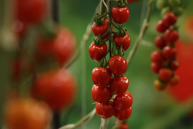Lots of people had to check whether a tomato was a fruit or a vegetable.... Settling an argument, perhaps?