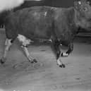 Sally the Cow makes a break for freedom in Inverness town centre in 1955. PIC: Jimmy Nairn Collection, Highland Photographic Archive, High Life Highland.