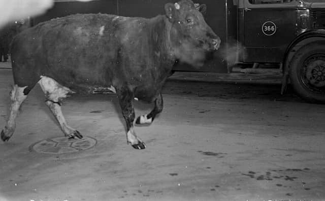 Sally the Cow makes a break for freedom in Inverness town centre in 1955. PIC: Jimmy Nairn Collection, Highland Photographic Archive, High Life Highland.