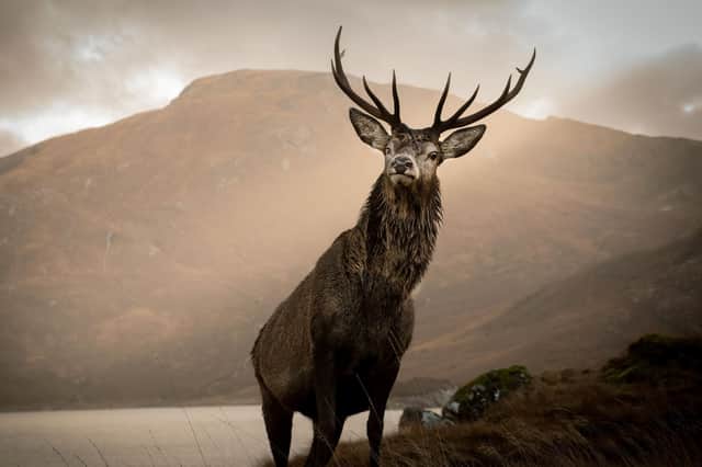 A majestic stag by Loch Quoich near Kinloch Hourn in the western Highlands (Picture: Dean Allan/SWNS)