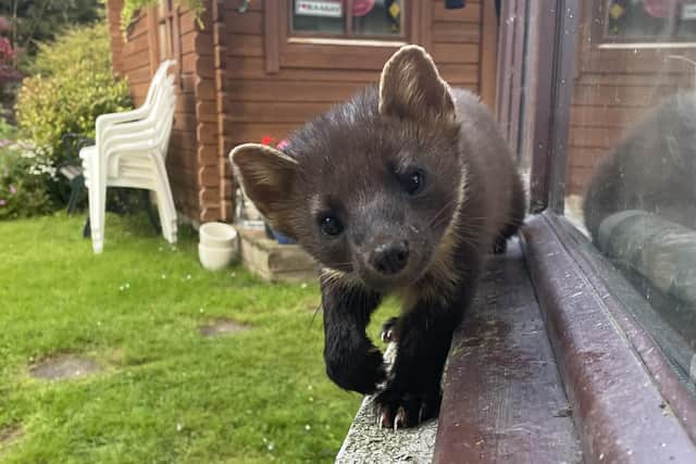 The Scottish Government has already set out plans to protect 30 per cent of Scotland's land and seas by 2030 and to restore biodiversity by 2045. Picture: Ilona Amos