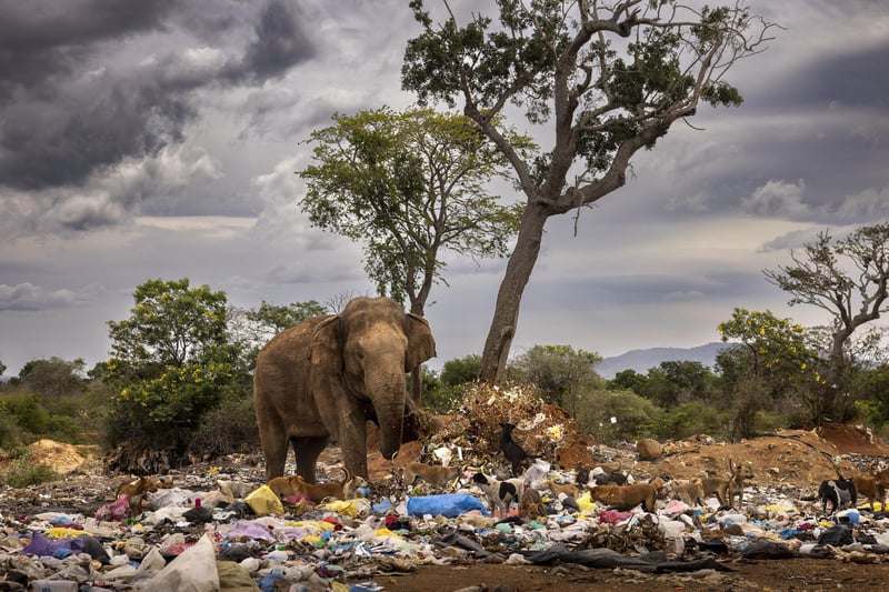 Snowshoes by Bull In A Garbage Dump by Brent Stirton, South Africa, of a bull elephant kicking over garbage as it scavenges at a dump in Tissamaharama, Sri Lanka, which has been shortlisted for the Wildlife Photographer of the Year People's Choice Award.