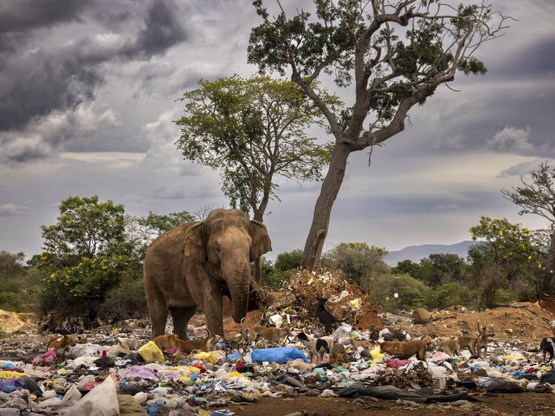 Snowshoes by Bull In A Garbage Dump by Brent Stirton, South Africa, of a bull elephant kicking over garbage as it scavenges at a dump in Tissamaharama, Sri Lanka, which has been shortlisted for the Wildlife Photographer of the Year People's Choice Award.