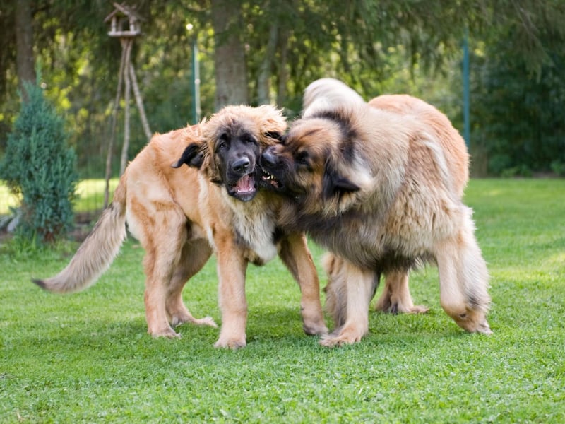 The Leonberger is a German bredd that was bred to help rescue people and items from the water. They measure between 26-31 inches tall.