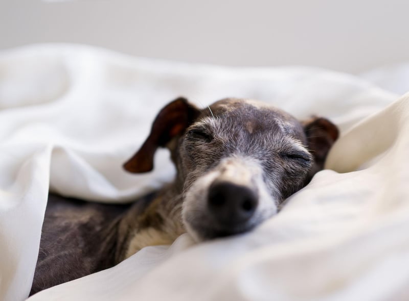 They may be quick on their feet, but other than a quick race around the park Greyhounds are happy to kick back and relax without making any great demands of their human.