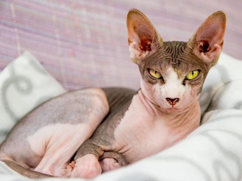 Don't confuse their lack of hair for a cold nature - the Sphynx, also known as the hairless cat, is an outgoing breed that tends to be free with their affection. When they get tired they'll happilly lie on your lap for hours.
