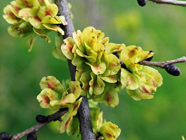 Elm blossom