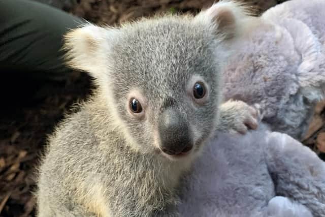The UK's only koala joey has been given its first health check - confirming the youngster is a girl. Born last July to mother Alinga and father Tanami, the joey resides at the Royal Zoological Society of Scotland (RZSS)'s Edinburgh Zoo.