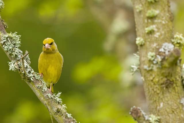 Greenfinches have appeared on the conservation red list for the first time