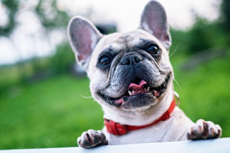 The French Bulldog remains one one of the world's most popular breeds. In 2020 they were the second-most popular registered dog in the United Kingdom, the second-most popular dog breed in the United States and are the third-most popular dog in Australia.