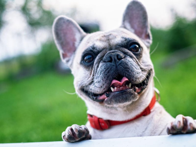 The French Bulldog remains one one of the world's most popular breeds. In 2020 they were the second-most popular registered dog in the United Kingdom, the second-most popular dog breed in the United States and are the third-most popular dog in Australia.