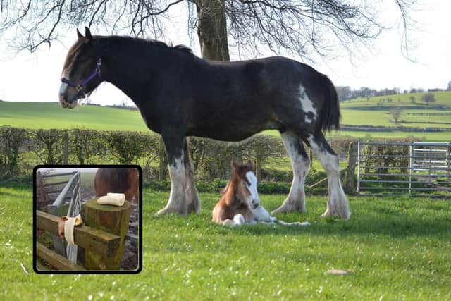 Pregnant horse and young foal both dead as members of the public over feed them with 'unsuitable' food