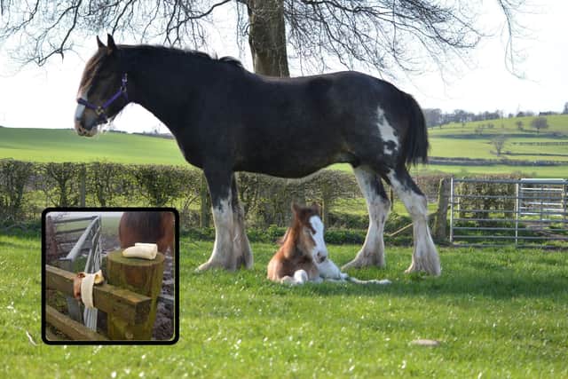 Pregnant horse and young foal both dead as members of the public over feed them with 'unsuitable' food