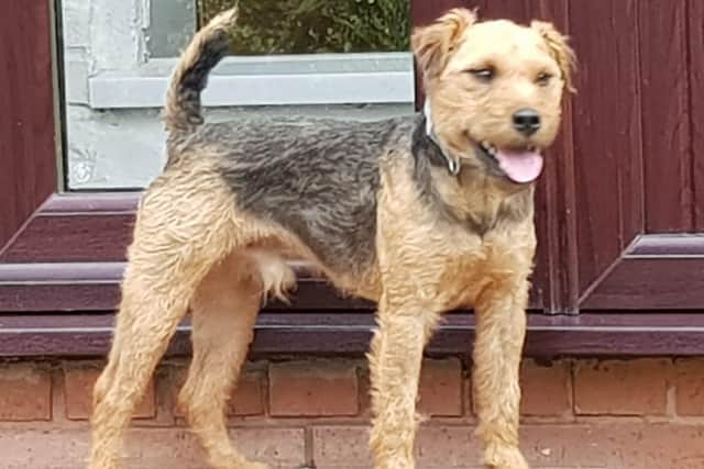 Bailey the Lakeland terrier is now back with his owners picture: SSPCA
