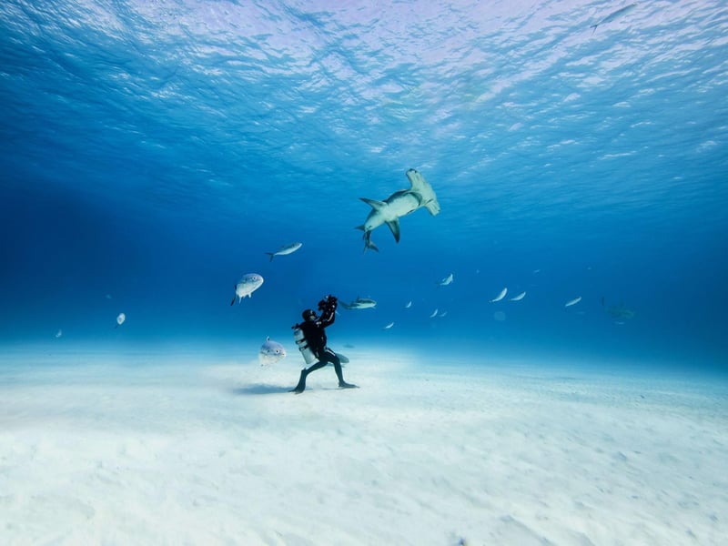 Dive into a night of mesmerising ocean adventure at Edinburgh's Festival Theatre with The Ocean Film Festival. Brought to you by the team behind the Banff Mountain Film Festival UK & Ireland Tour, this carefully curated selection of short films combines epic human endeavour and astounding marine life in a spectacular cinematic celebration of our oceans. Meet surfers, paddlers, divers and oceanographers who have dedicated their lives to answering the call of the ocean in the wildest corners of the planet. Witness incredible seafaring voyages, captivating footage from both above and below the surface, and the chance to dip your toes into the wonders of the big blue – from the comfort of a theatre seat.