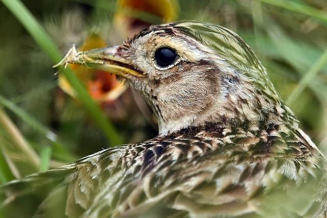 Any sightings of skylark has Philip Lymbery scribbling in his notebook as if it was a red-letter day (Picture: Glyn Kirk/AFP via Getty Images)