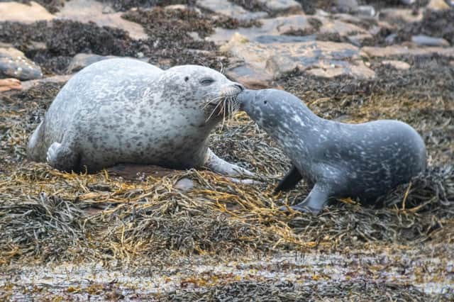 Harbour seals mum-pup pair from Summer 2021 taken in Orkney (Photo: John Dickens, Sea Mammal Research Unit).