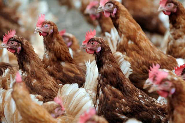 Hens shouldn’t be in cages of any description, says Philip Lymbery – they should be in the environment (Picture: FRED TANNEAU/AFP via Getty Images)