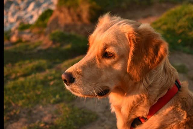 A breakthrough could be on the horizon thanks to pioneering research findings from scientists at Edinburgh based veterinary diagnostics company, MI:RNA.