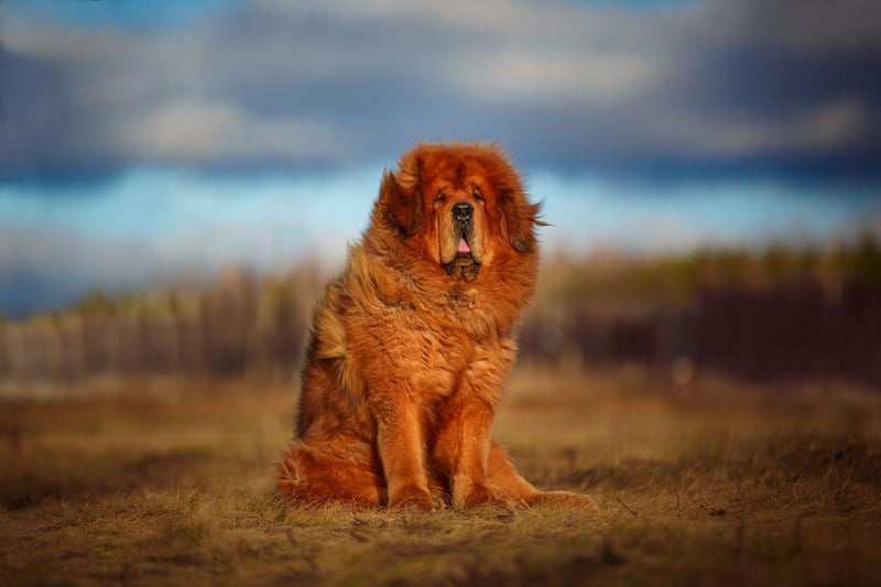 Both one of the world's most ancient breeds and one of the strongest, the Tibetan Mastiff was used to protect homes in the Himalayan region. They have a powerful physique and their bite can apply a remarkable 550 pounds of pressure.