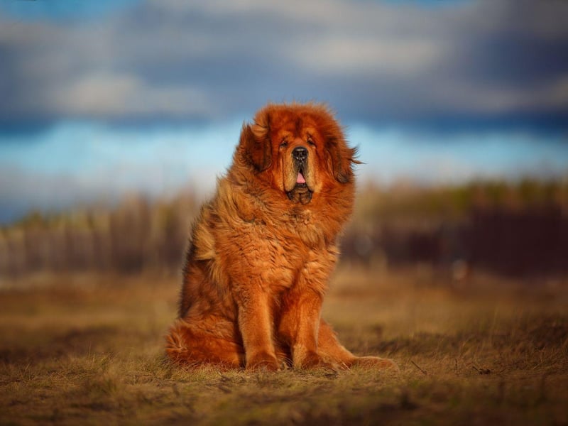 Both one of the world's most ancient breeds and one of the strongest, the Tibetan Mastiff was used to protect homes in the Himalayan region. They have a powerful physique and their bite can apply a remarkable 550 pounds of pressure.
