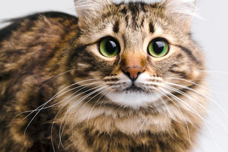 The name Milo is of German origin and means 'soldier' and 'merciful' - it's also super cute!