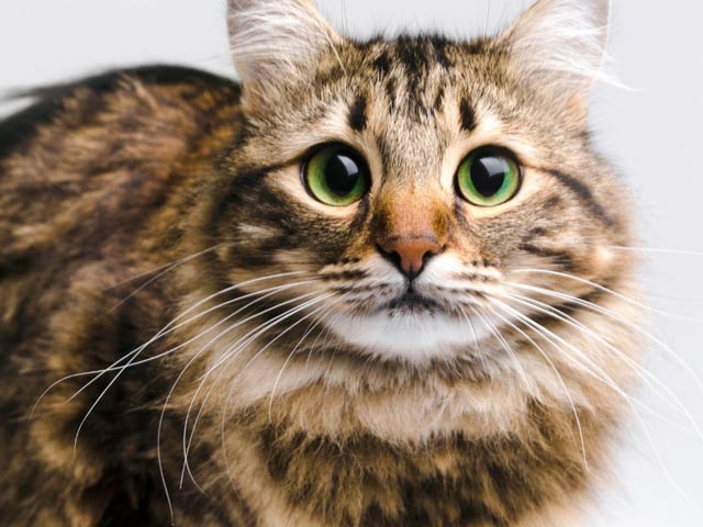 The name Milo is of German origin and means 'soldier' and 'merciful' - it's also super cute!