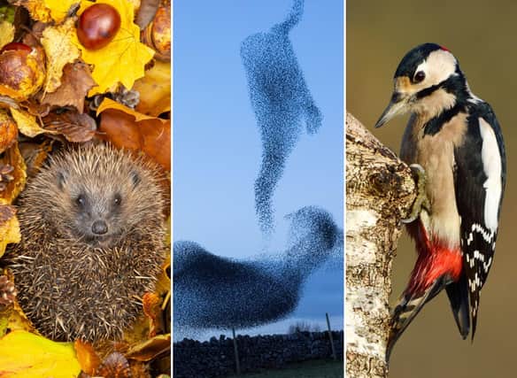 It may be getting cold outside, but there are still plenty of plants and animals you can spot in Scotland during November.