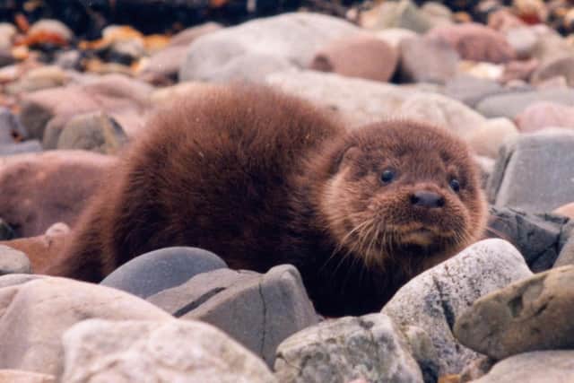 This otter cub was just one of many from across the UK which have been successfully treated at the IOSF rescue centre on the Isle of Skye