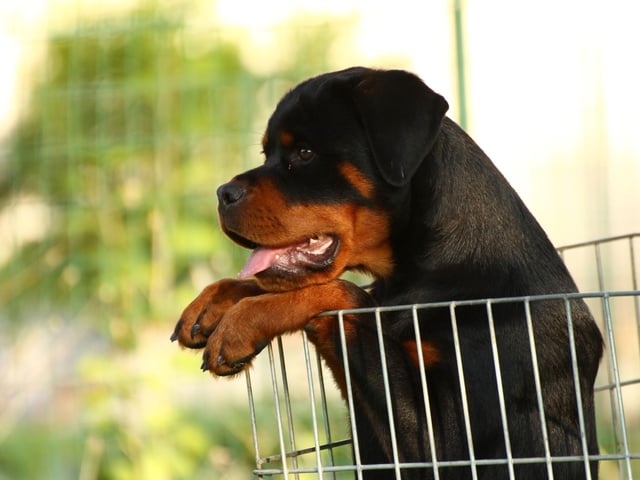 The Rottweiler is thought to be one of the oldest breeds of dog in the world, dating back to Ancient Rome. Rottweilers marched over the Alps with invading Roman legions, protecting both the soldiers and their livestock.